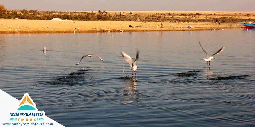 Lake Moeris - Qarun Lake